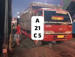 Diduga Ada Celah di Pintu Keluar Bali, Sapi Bali Betina Disinyalir Lolos ke Jawa Lewat Gilimanuk