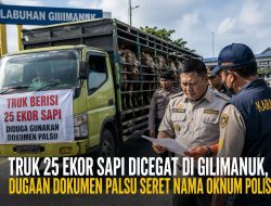 Skandal Dokumen Sapi di Gilimanuk! Truk Bermuatan 25 Ekor Dicegat, Dugaan Libatkan Oknum Polisi